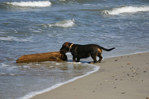 Norderney Hund Strand Nachsaison