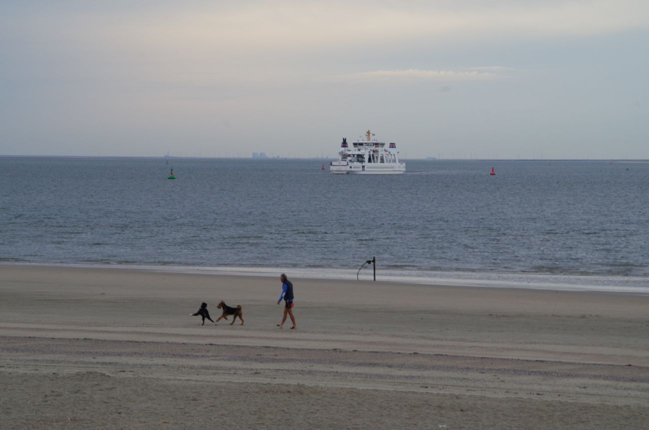 Frei laufende Hunde am Strand