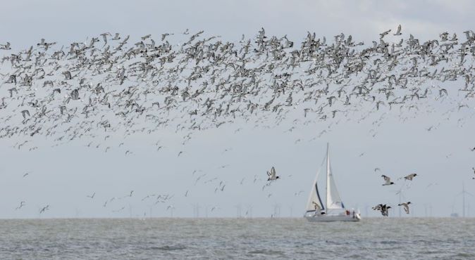 12. Zugvogeltage im Wattenmeer Austernfischer Foto_Jan Weinbecker